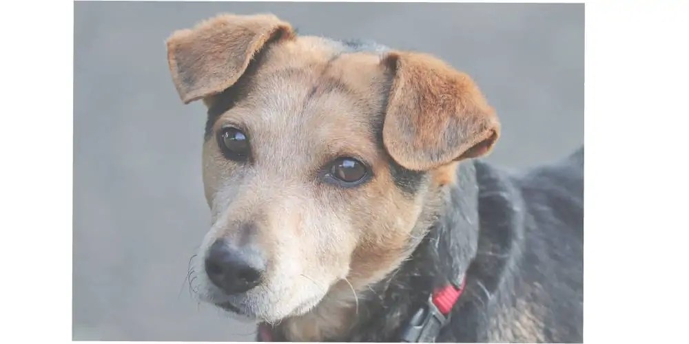 Hill'S Wd Dog Food Alternative 2024 Petsical