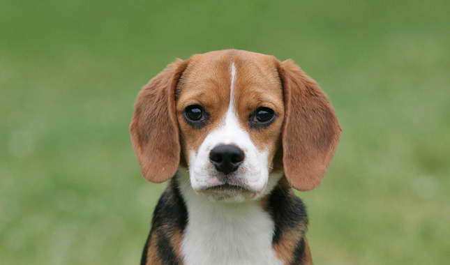 Average Beagle Size PETSIDI