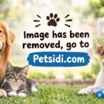 Beagle Breeders In Ct PETSIDI