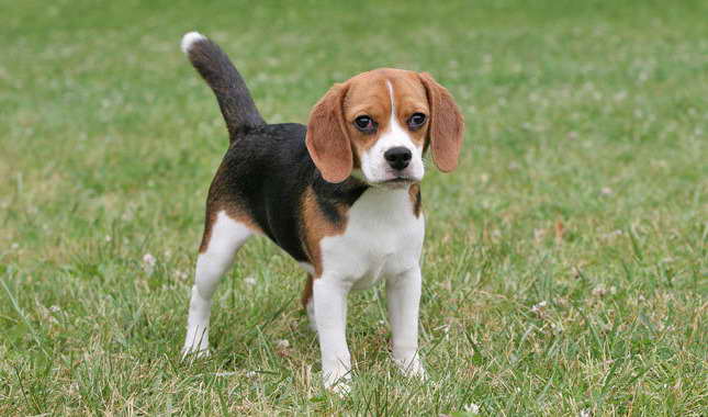 Beagle Size PETSIDI