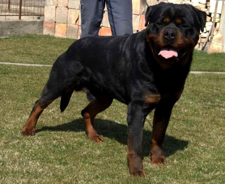 List Of Good Breeders Blockhead Rottweiler