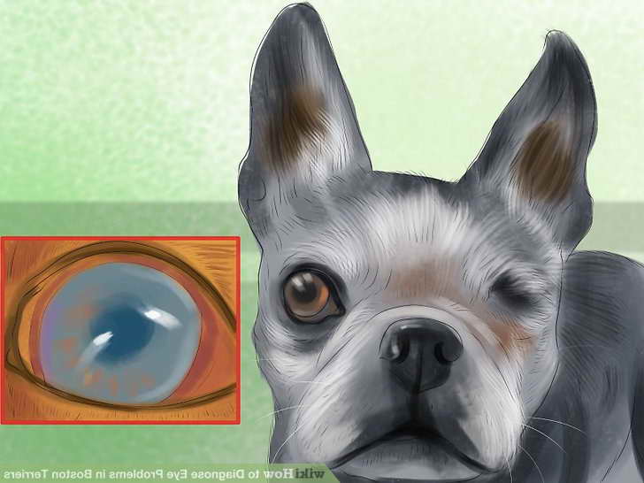 Boston Terrier Eye Problem PETSIDI