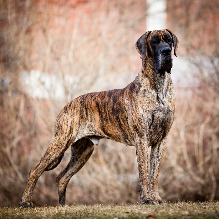 Brindle Great Dane PETSIDI