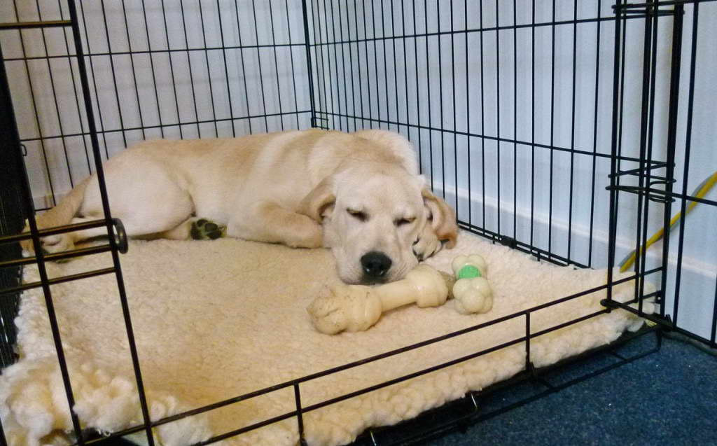 Crate For Labrador PETSIDI