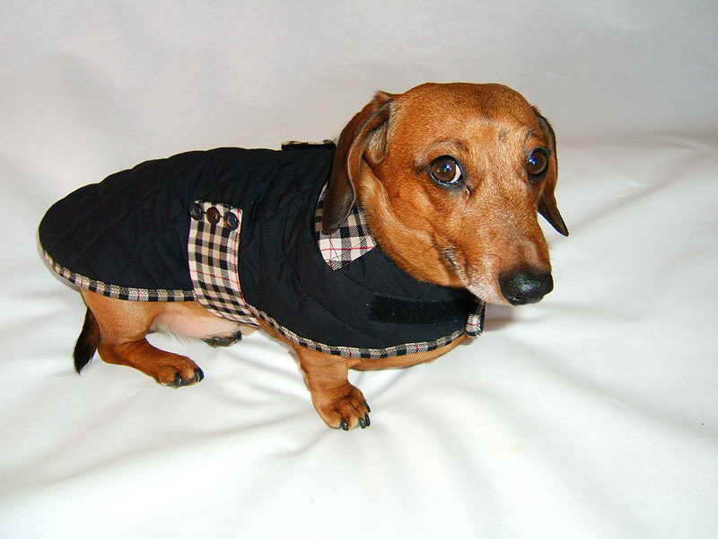 Dachshund Jackets PETSIDI