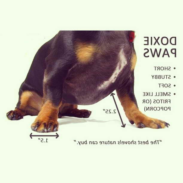 Dachshund Paws PETSIDI