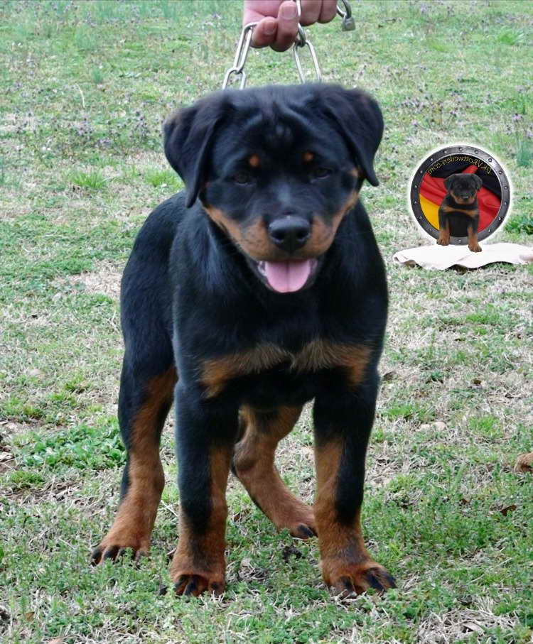 Dkv Rottweiler PETSIDI