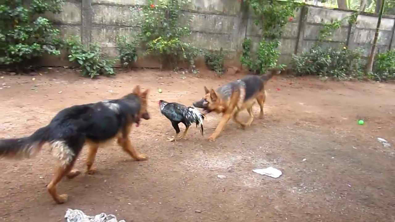German Shepherd Attack Video