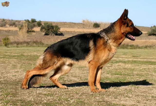 German Shepherd Hip Problems PETSIDI