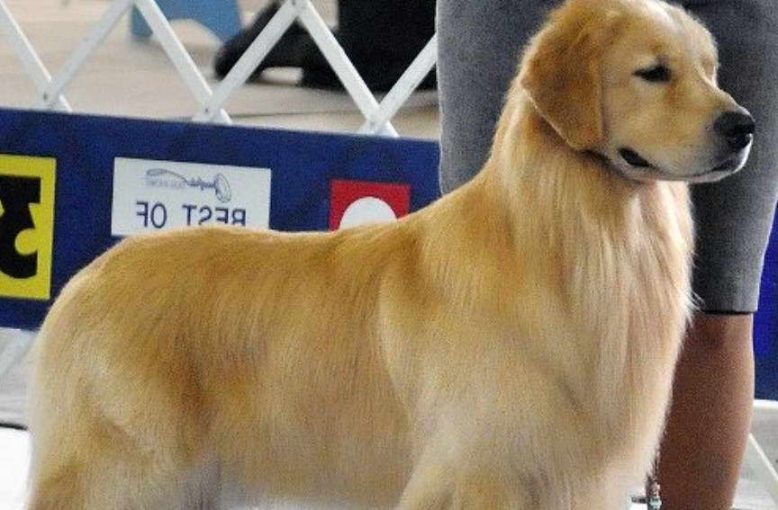 Golden Retriever Seattle PETSIDI
