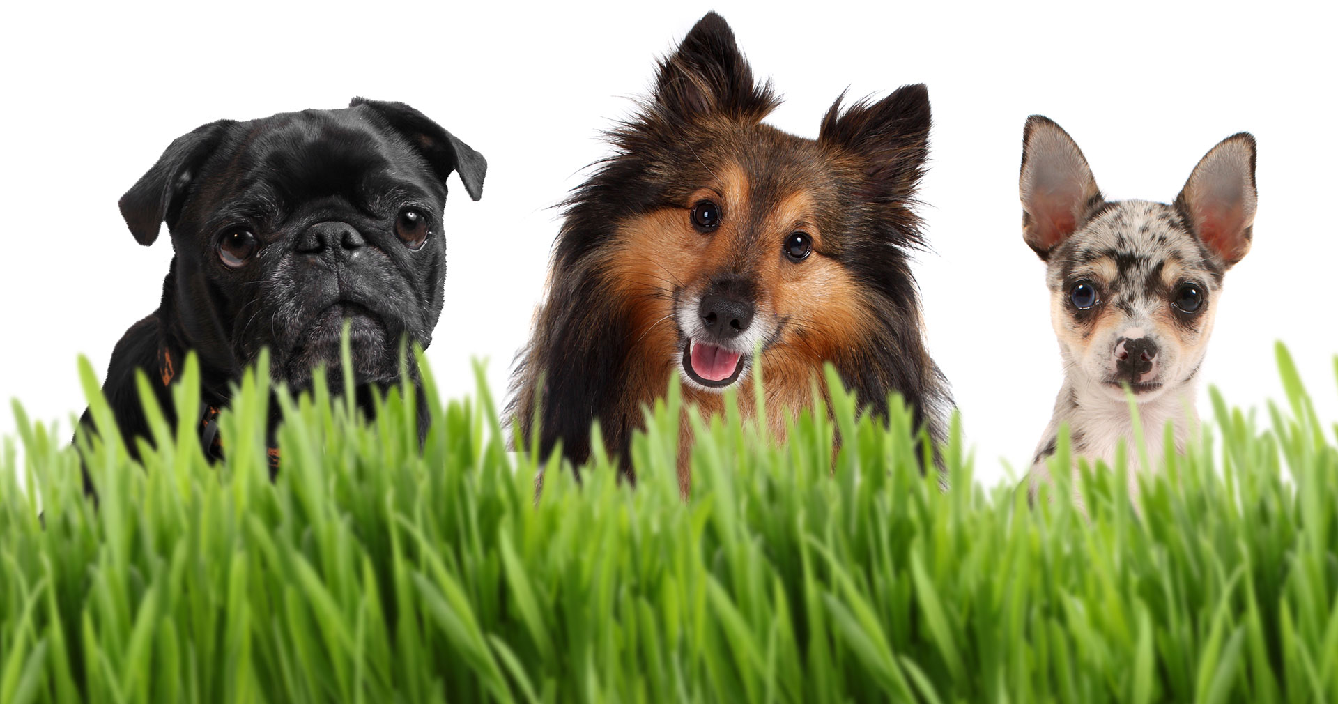 section4_bg Pet Boarding in Escondido Pets in Paradise