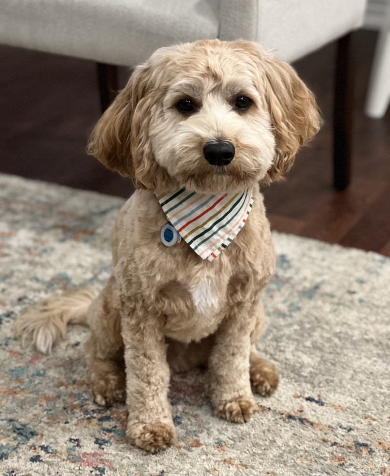 Cockapoo Puppies Pets In the Country