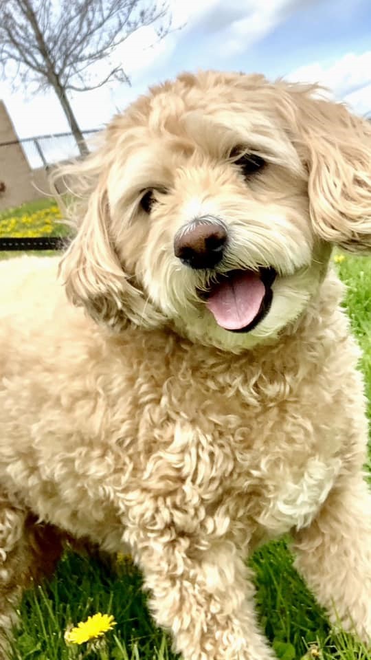 Gallery Pets In the Country