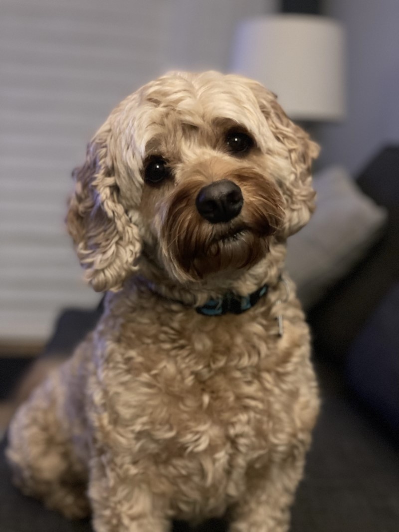 Gallery Pets In the Country