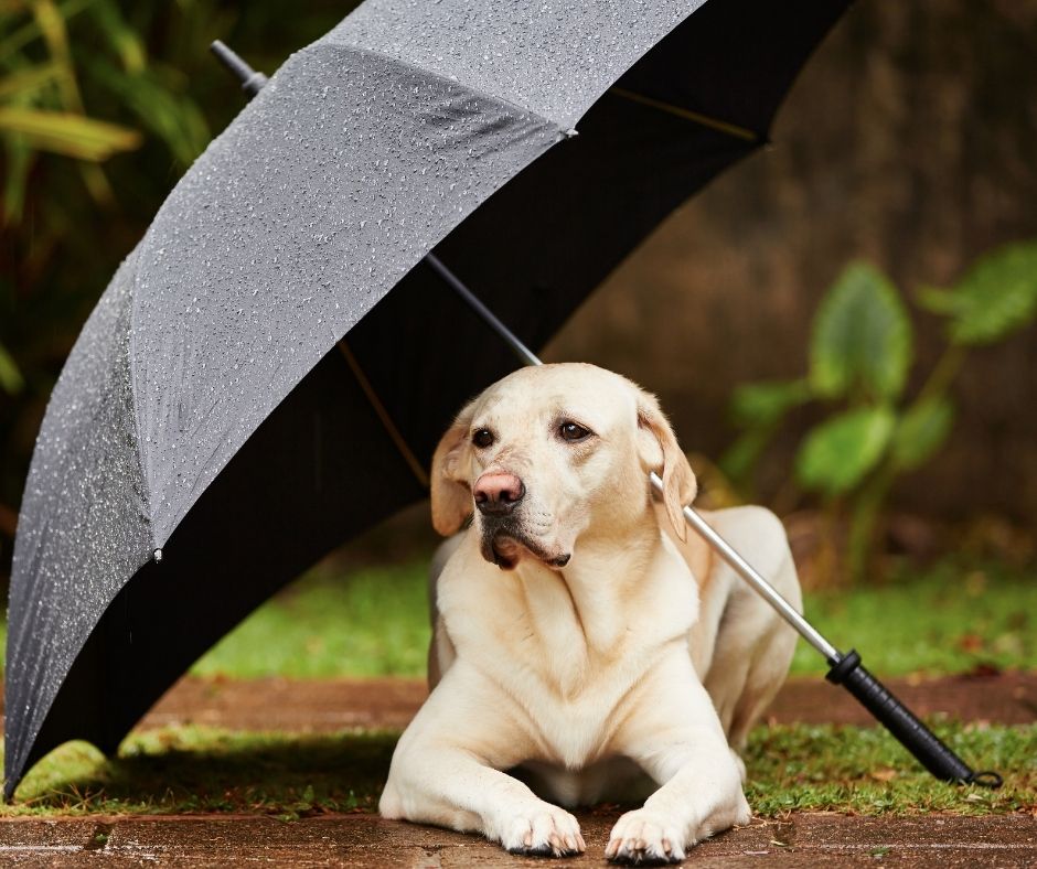 Pet Sitter Insurance Do I Need It? Pet Sitter Dashboard