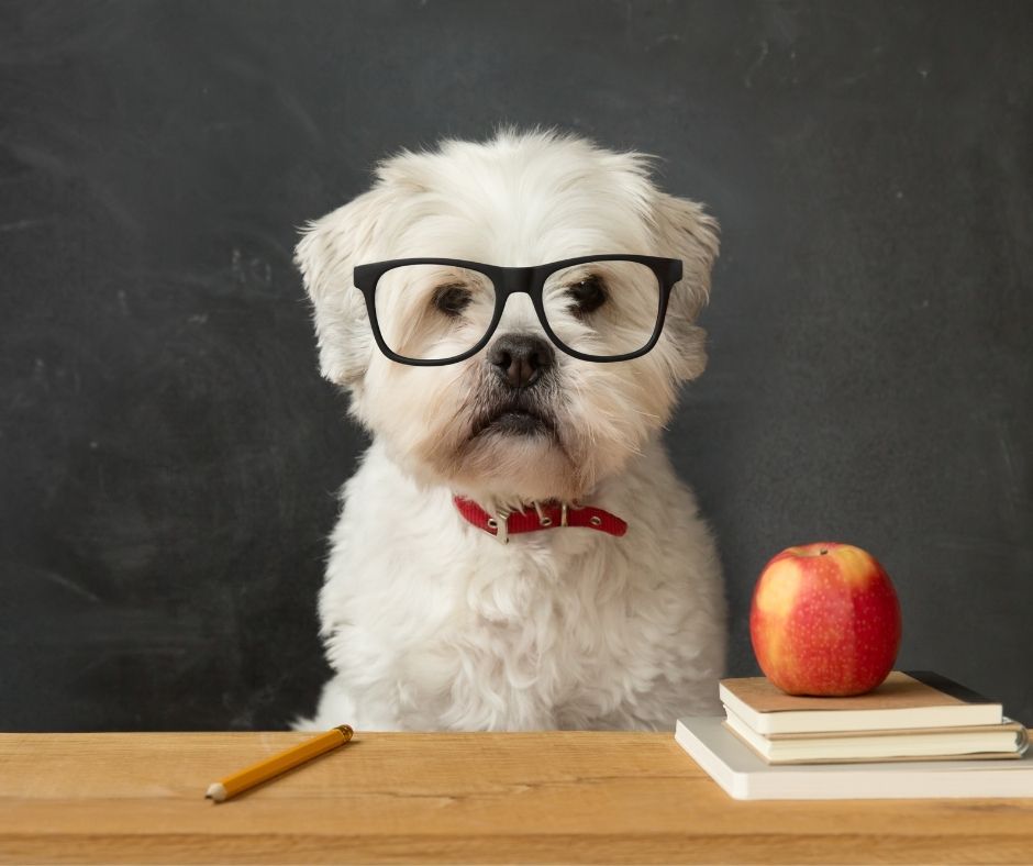 Do You Need Qualifications To A Dog Walker Or Pet Sitter In The