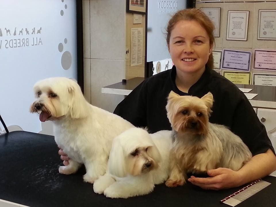 Dublin Dog Grooming Service Dogsbody Dog Grooming Salon Pet Sitters