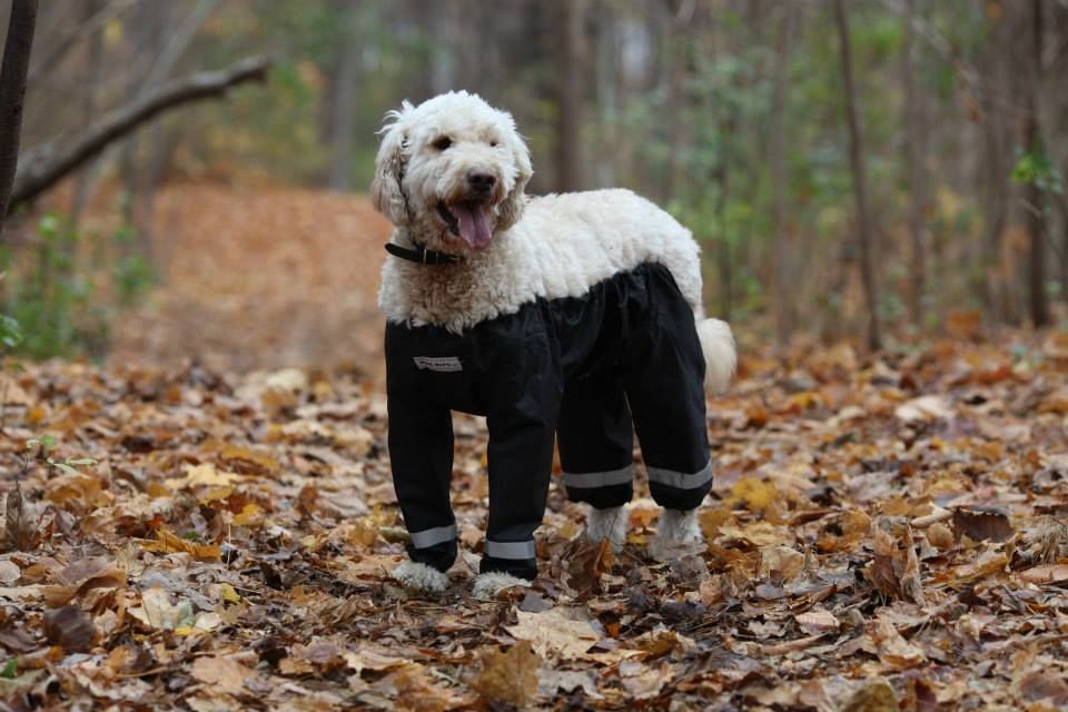 How Would A Dog Wear Trousers We Find Out From Muddy Mutts Pet