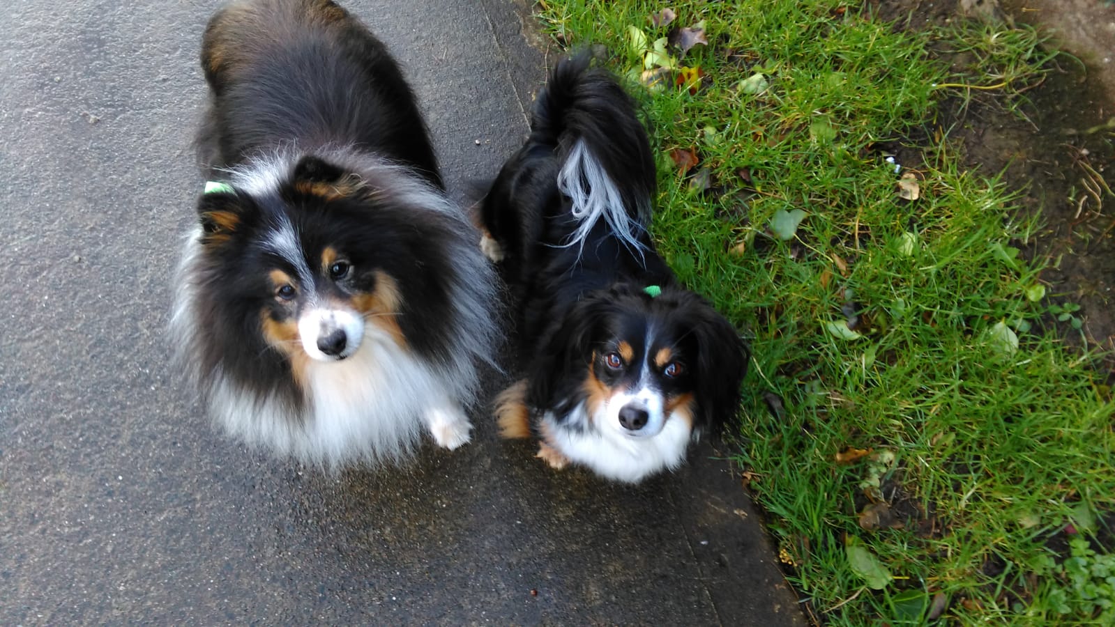 Pet Sitters Ireland Blog Pet Facts, Pet News, Tips And Reviews