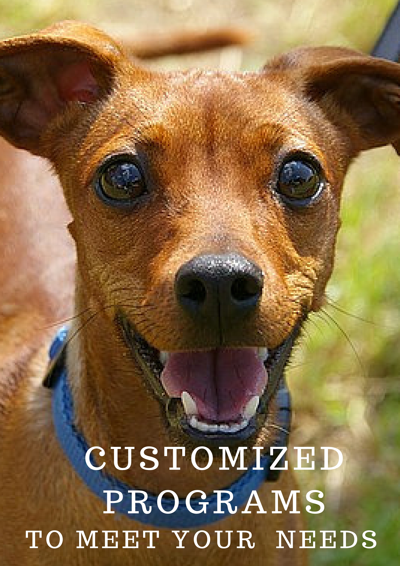 Home Pet Sitters of Naples