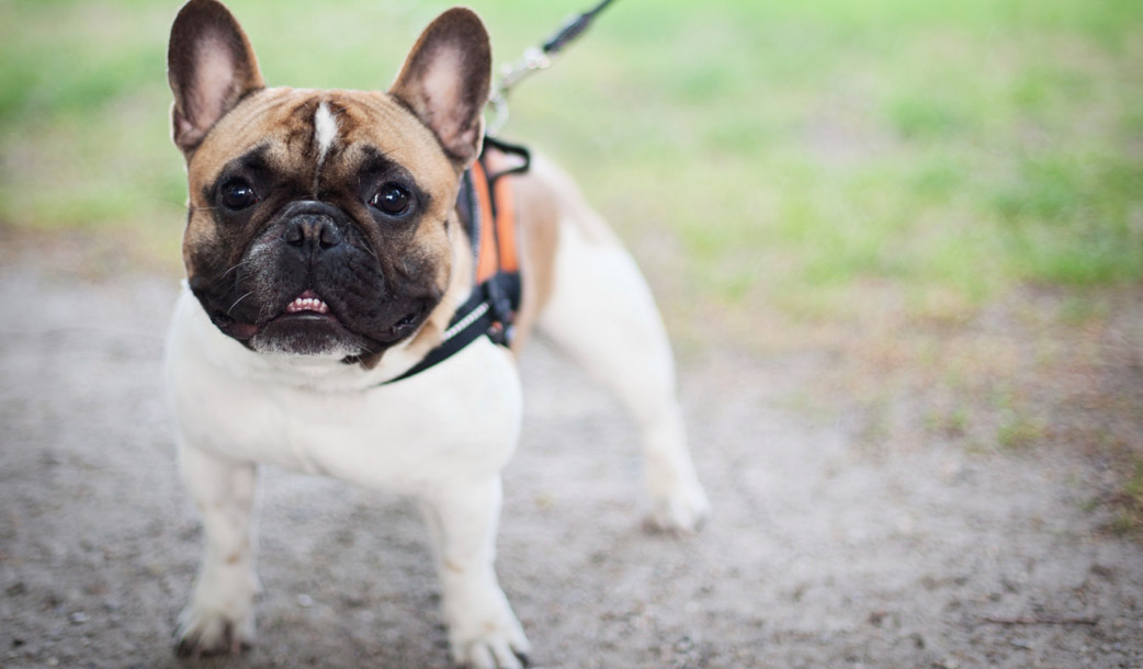 Pet Sitting Jupiter, FL & Tequesta, FL Furry Godmother Pet Sitting, LLC