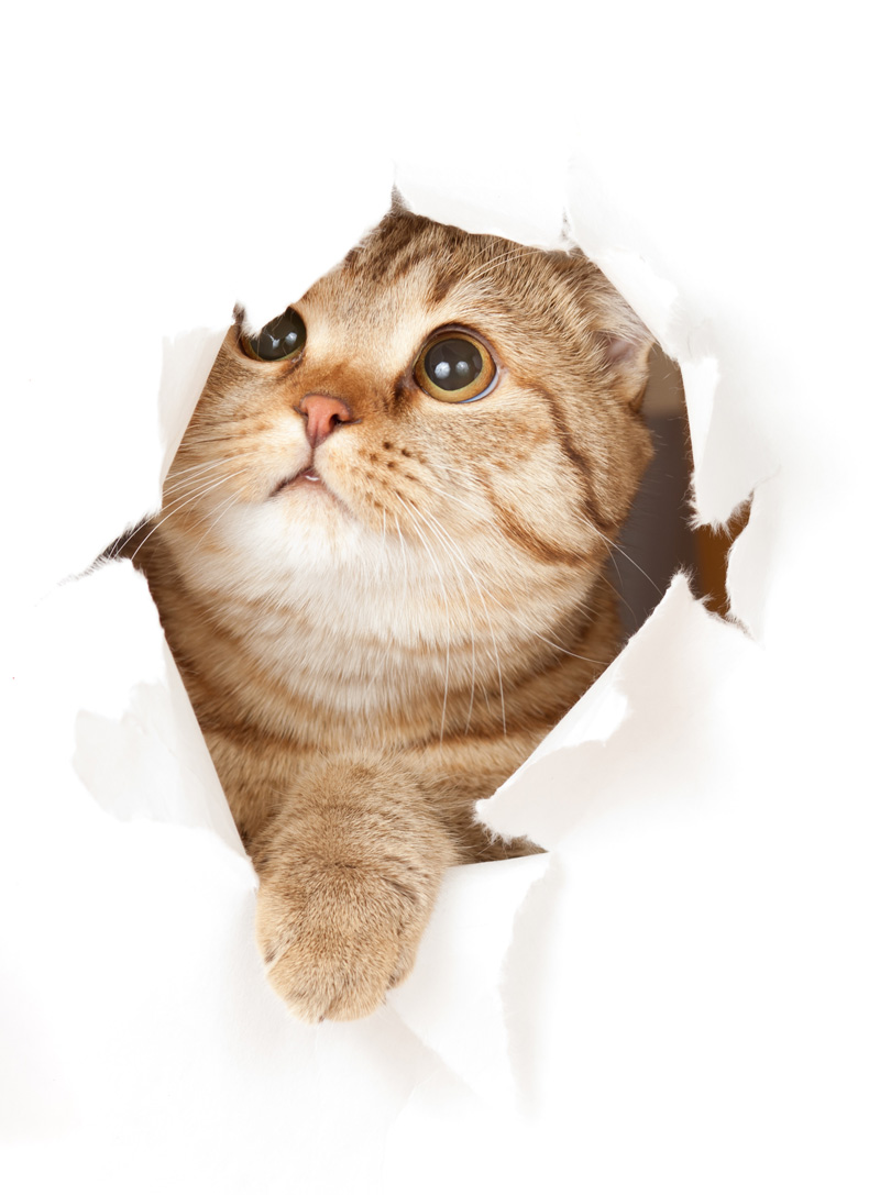 Cat Sitting Pet Sitting Birmingham