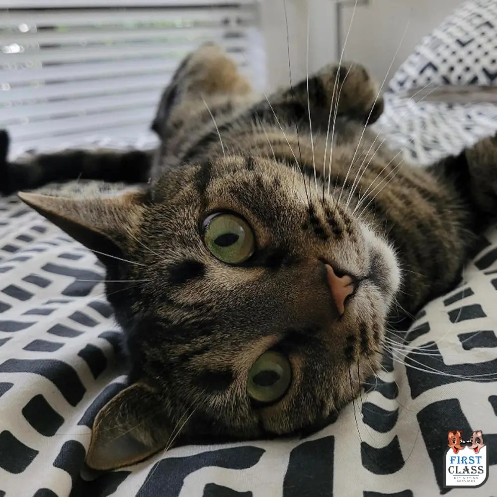 Overnight Pet Sitting Services from First Class Pet Sitting Australia