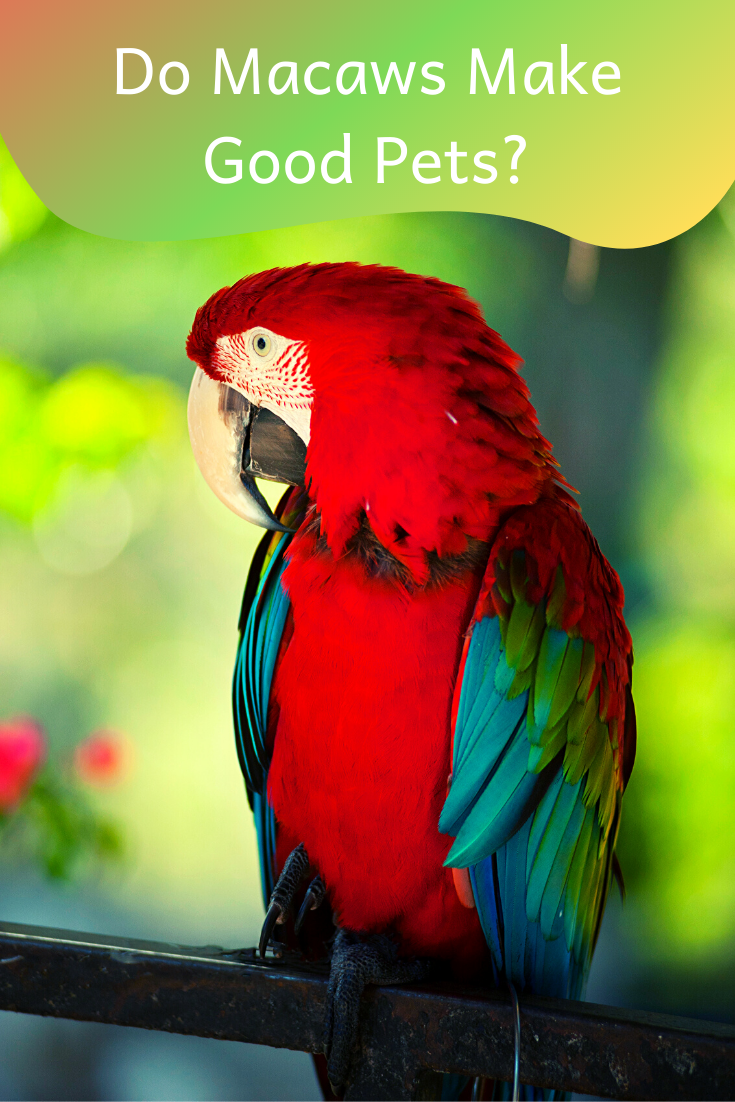 All You Need to Know About Macaws Parrots Petsium