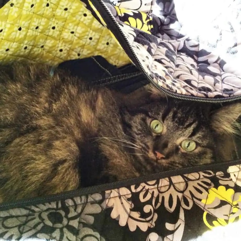 Why Do Cats Like Boxes? petsKB