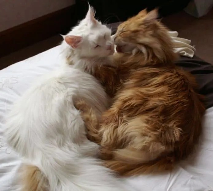 The top 44 things that Maine Coons do petsKB