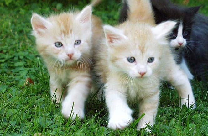 How Much Do Maine Coon Cats Cost? • The Pets KB