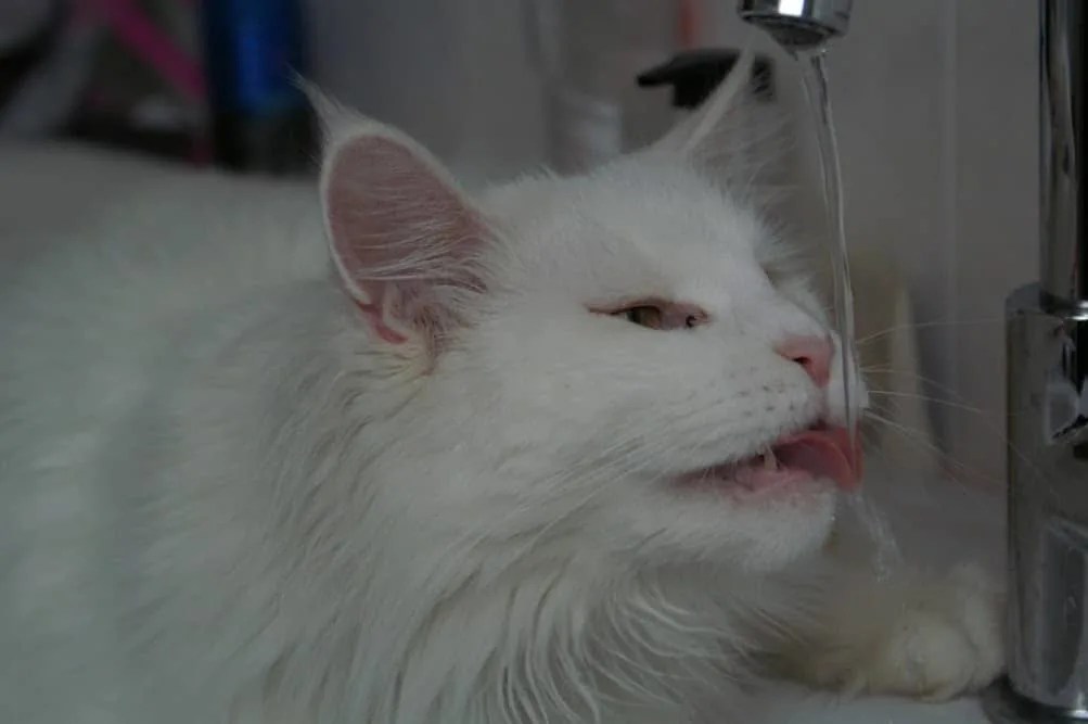 18 Easy Ways To Make Your Cat’s Life Amazing petsKB