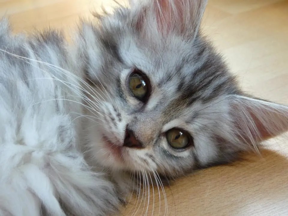 Can Maine Coons Be Left Alone? petsKB