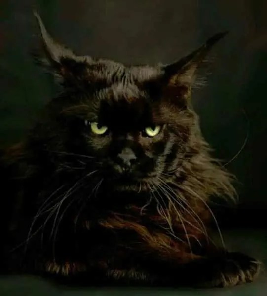 Can a Maine Coon Cat Be Black? petsKB