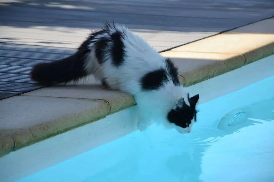 Why do Maine Coons like water? petsKB