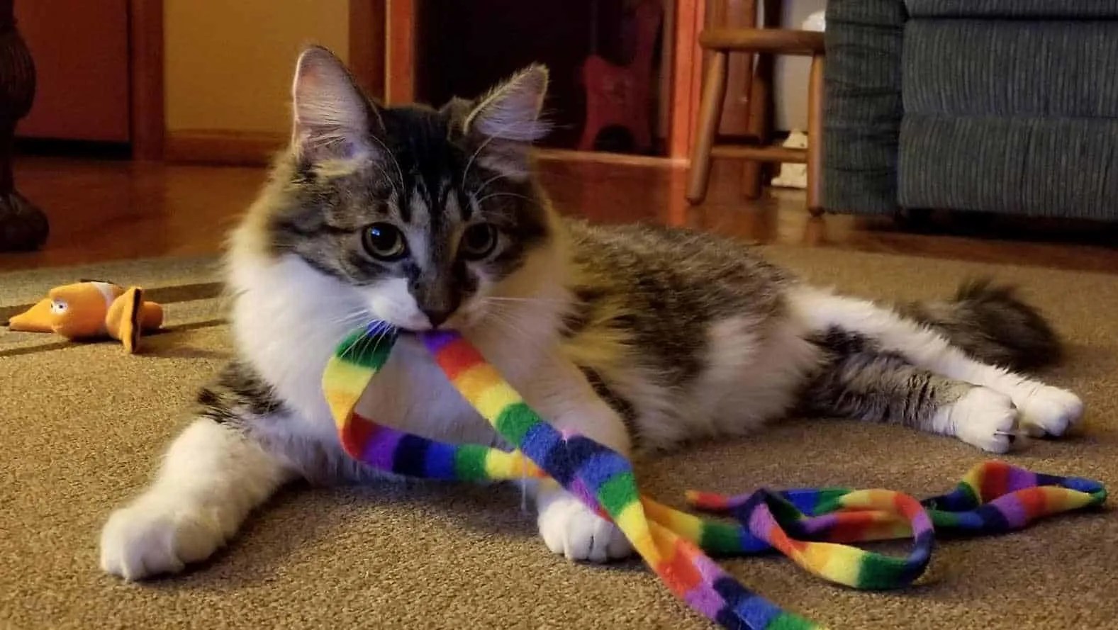 Are Maine Coon Cats Good Hunters? petsKB