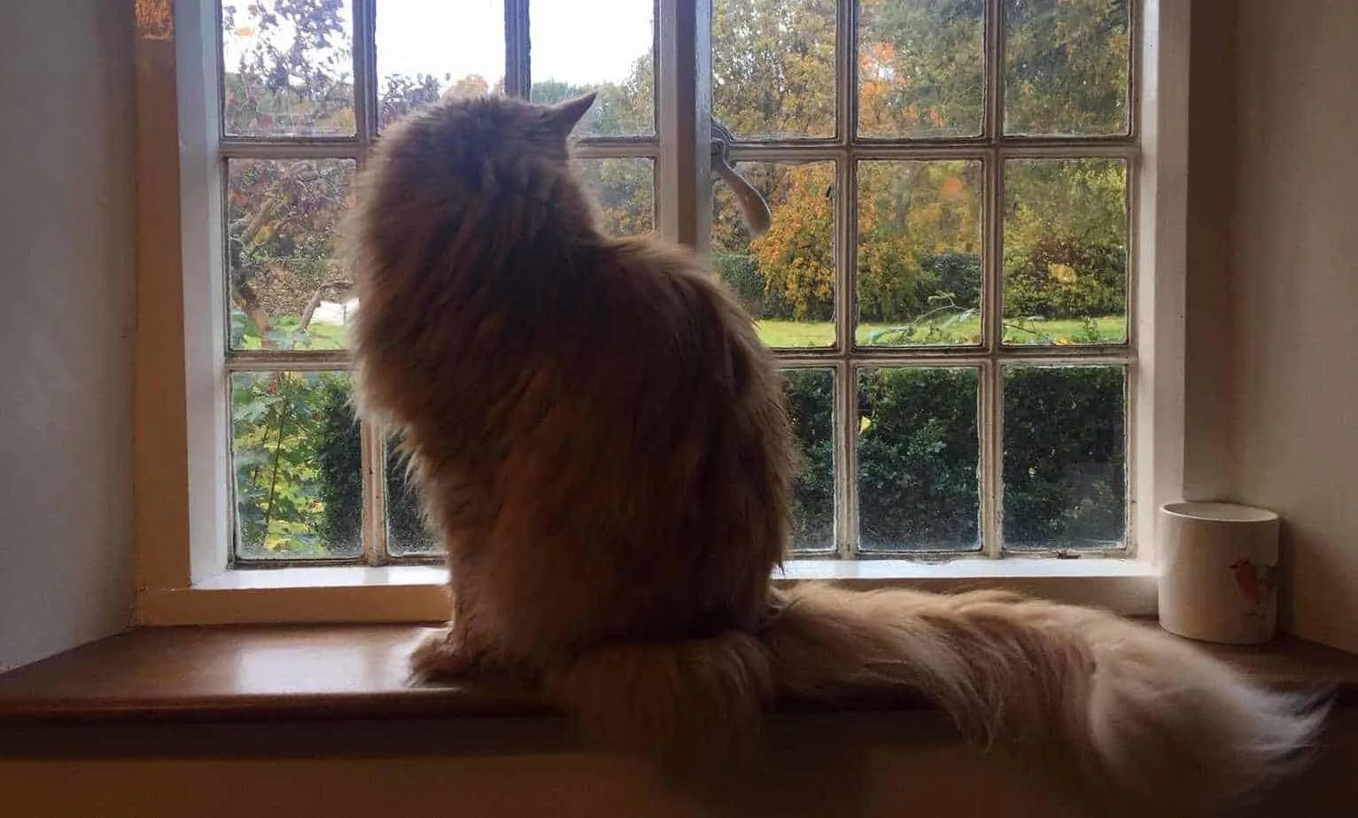 Can Maine Coons Be Left Alone? petsKB