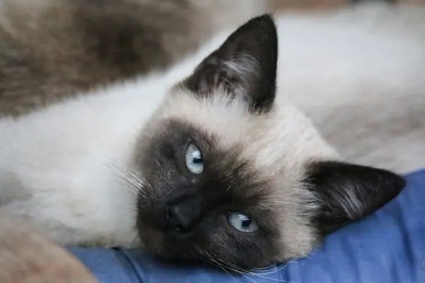Are Siamese Cats Hypoallergenic? • The Pets KB