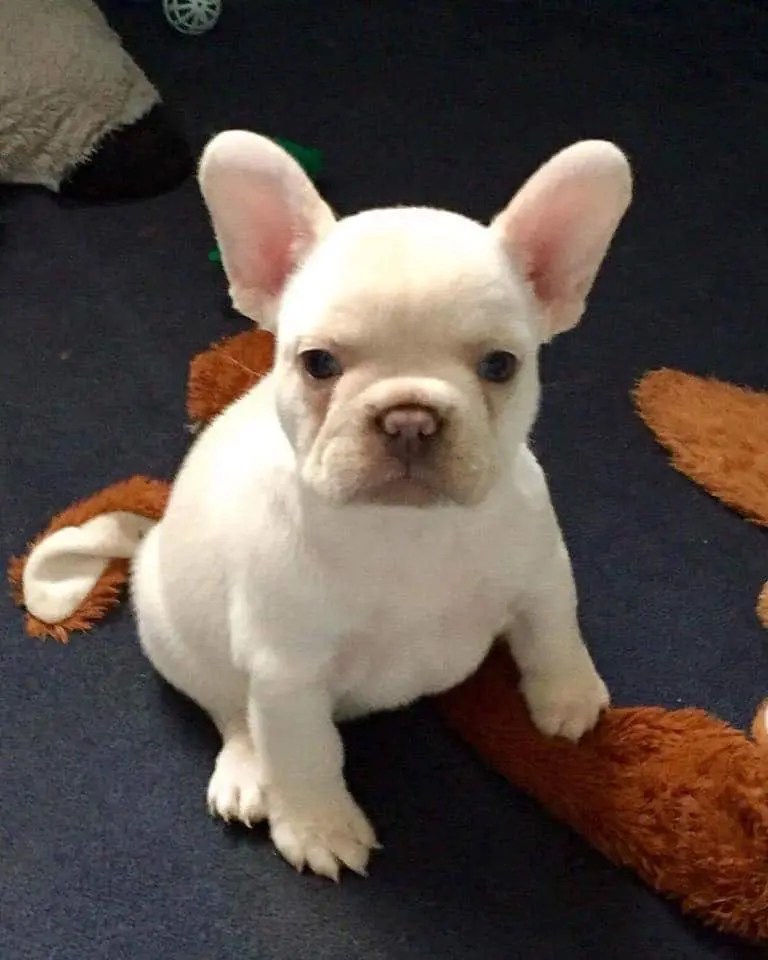 French Bulldog Colors (WITH PICTURES) • The Pets KB