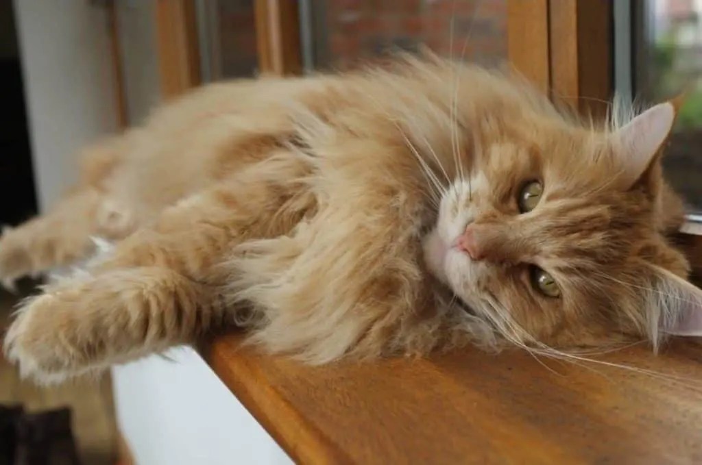 How To Convert Cat Years To Human Years Pets KB