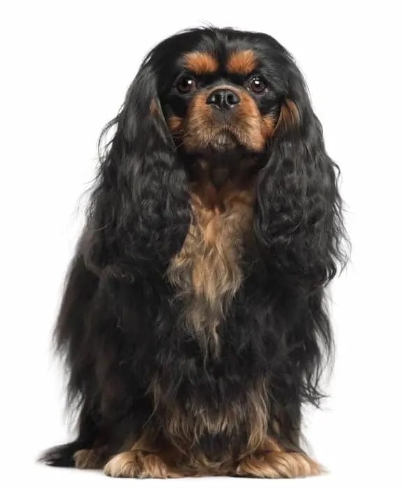 What is a Cavalier King Charles Spaniel lifespan? petsKB