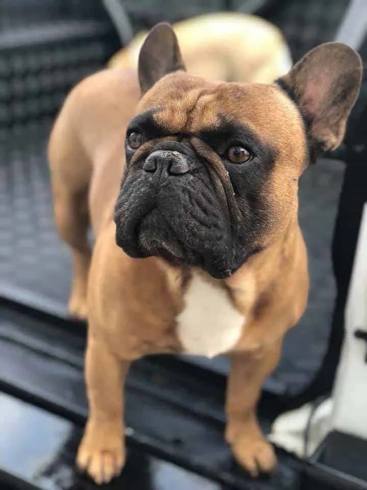 French Bulldog Colors Explained (WITH PHOTOS) petsKB