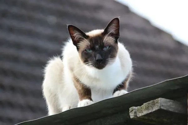 Price of siamese cat Love Pets