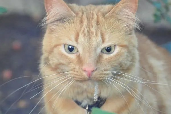Why Is My Cat Drooling? – Petskb
