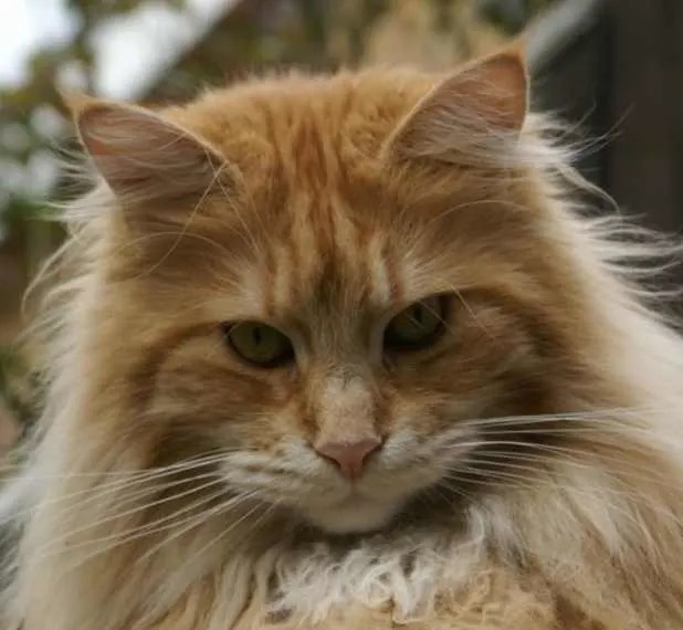 Are Maine Coons Like Dogs? petsKB