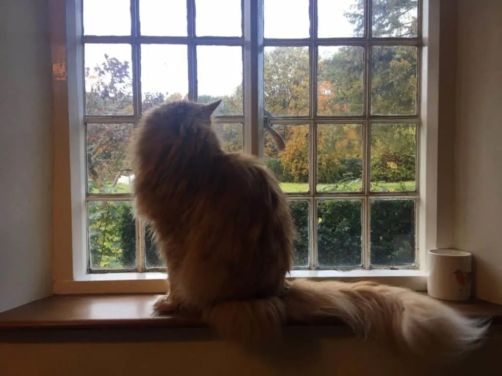 Why Does My Cat Look Out the Window? Pets KB