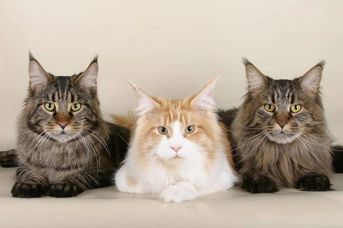 Was ist das Durchschnittsgewicht einer Maine Coon Katze? Die