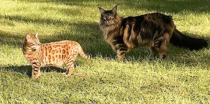 Can Maine Coons Be Small? Pets KB