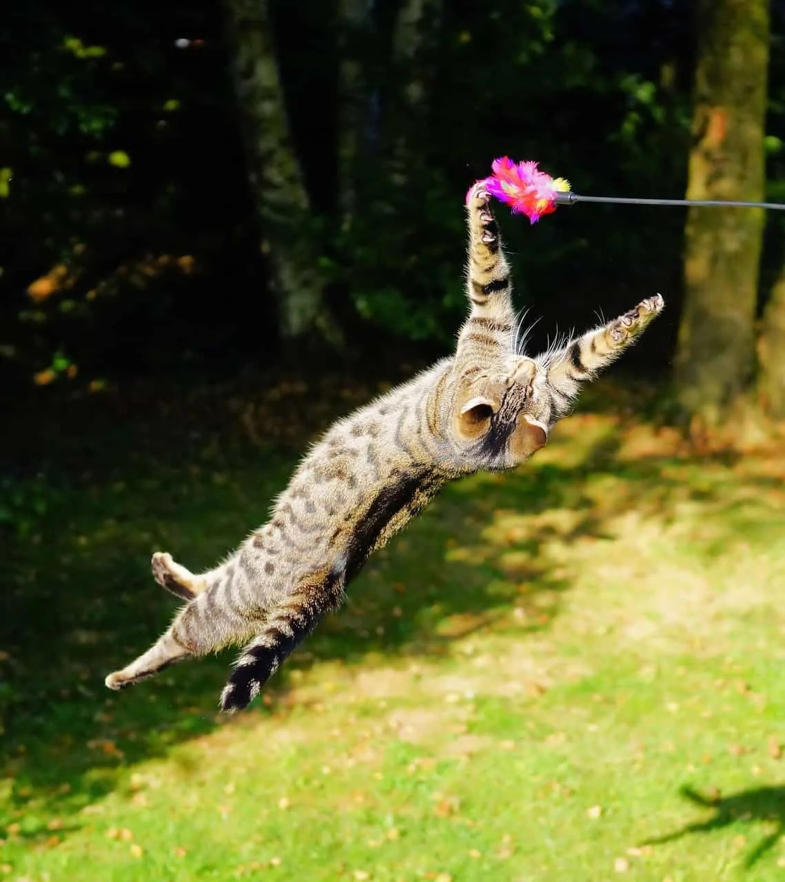 Why Do Cats Attack Feet petsKB