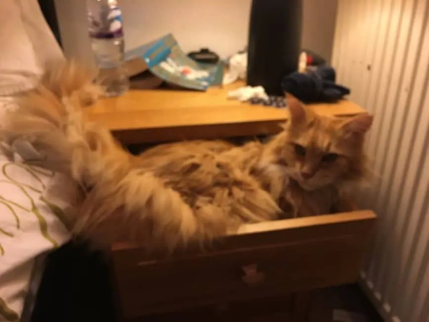 Are Maine Coon Cats Lap Cats? • The Pets KB